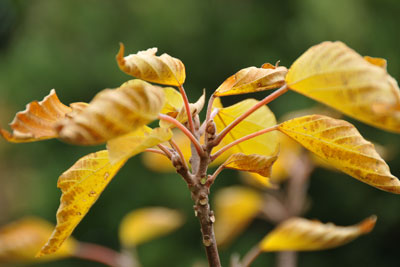 アカメガシワの黄色く色づいた葉