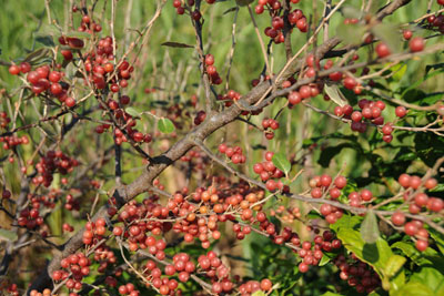 枝いっぱいにつけたアキグミの赤い果実