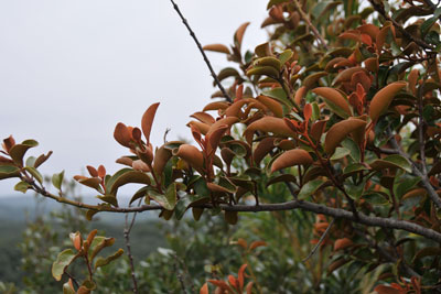 ケウバメガシに寄り付いたオオバヤドリギの木