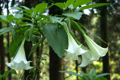 キダチチョウセンアサガオ白い花