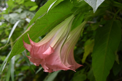 キダチチョウセンアサガオ ピンク色の花
