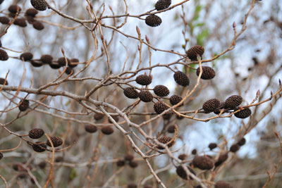 オオバヤシャブシの黒い果実