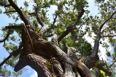 種子島で一番大きいオオバユーカリの大木