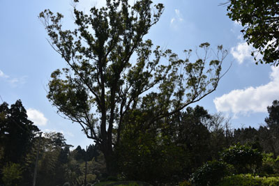 岳之田香料前の種子島で一番大きいオオバユーカリの大木