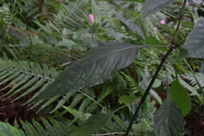 サンゴバナの茎・葉