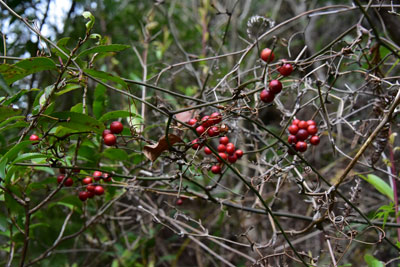 サルトリイバラ赤黒い果実