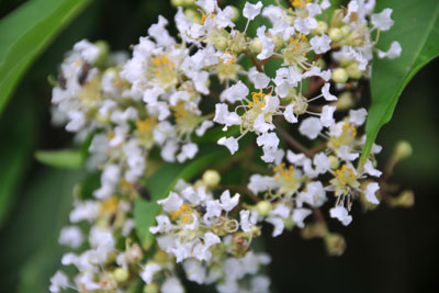 ヤクシマサルスベリ純白の花