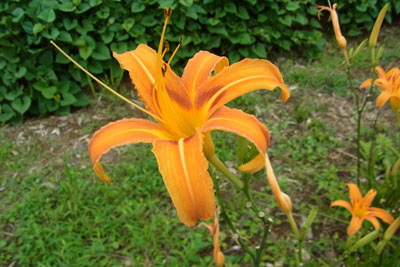 アキノワスレグサの花