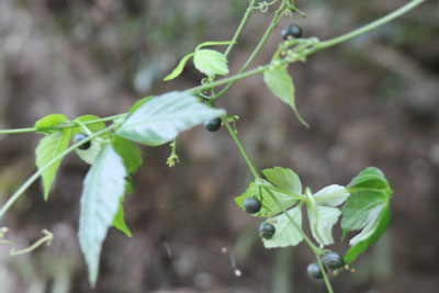 アマチャヅル黒い果実