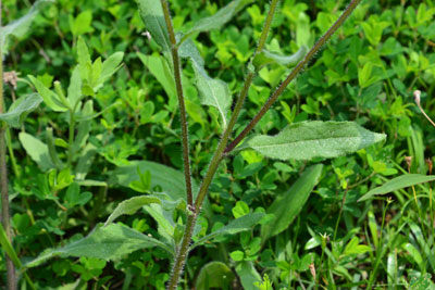 アラゲハンゴンソウ茎・葉
