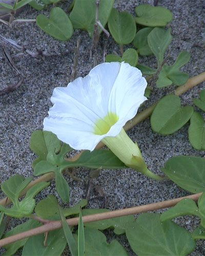 アツバアサガオの花