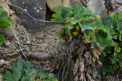ボタンボウフウの頑丈な茎の画像