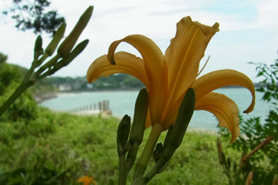 ハマカンゾウ花・茎