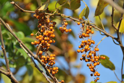 ヘクソカズラの黄褐色の果実の画像