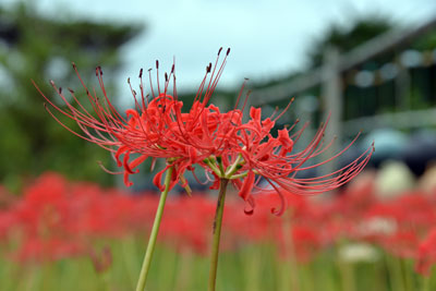ヒガンバナの花の画像