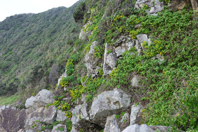 岩場に群れて咲いているホソバワダン