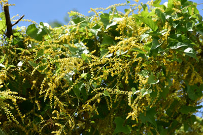 カエデドコロ黄色の総状花序の画像