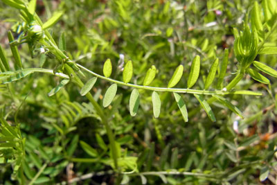 カスマグサの茎・葉
