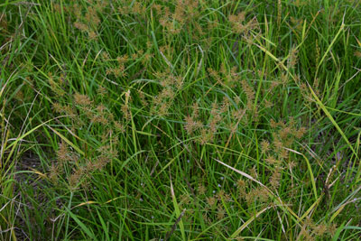 キハマスゲの群生・穂状花序の画像
