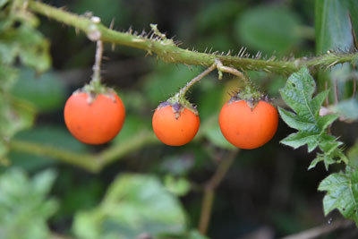 キンギンナスビの熟したオレンジ色の果実