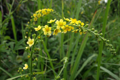 キンミズヒキの黄色の花を多数咲かせた画像