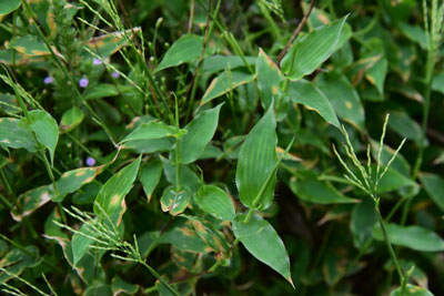 コブナグサの群生・茎・葉の画像