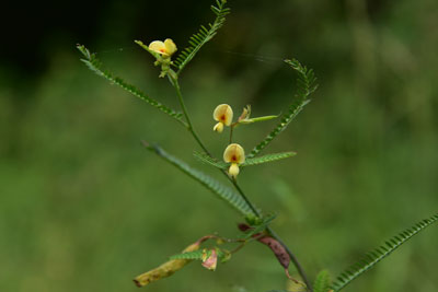 クサネムの茎・葉・黄色の花の画像