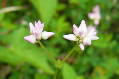 ママコノシリヌグイの花の画像