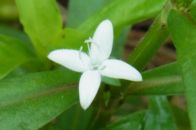 メリケンムグラ白い花