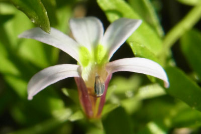 ミゾカクシの雄花期の花の画像
