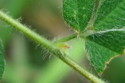 ネコハギの茎・葉の画像