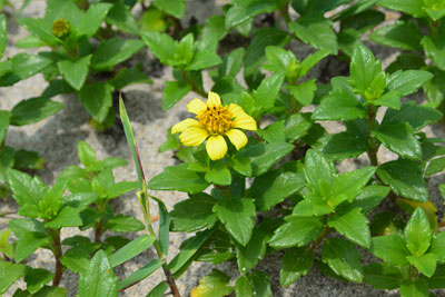 ネコノシタ黄色の頭花