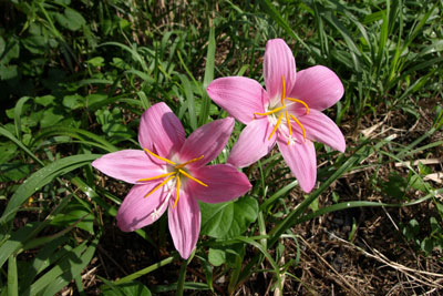 サフランモドキの花の画像