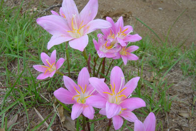 サフランモドキの花の画像