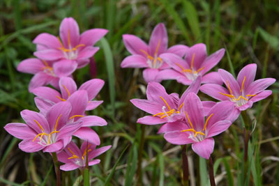 サフランモドキの群生した花の画像