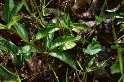 サイヨウシャジン根元の茎・葉の画像