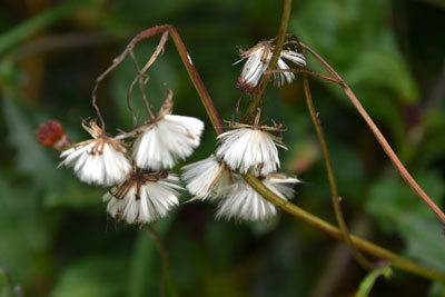スイゼンジナ白い綿毛状の頭花