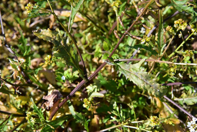スカシタゴボウの葉と茎