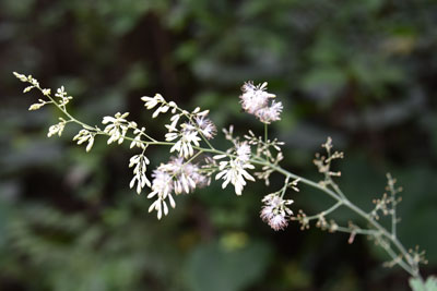 タケニグサ花序・葉・茎