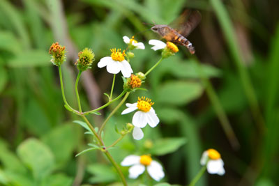 タチアワユキセンダングサの花の蜜を吸うハチ