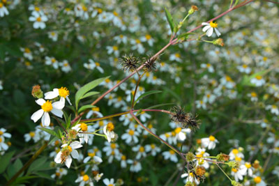 タチアワユキセンダングサの花とトゲ
