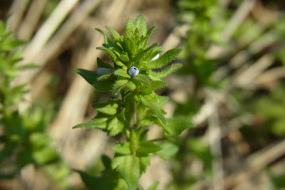 タチイヌノフグリ青い小さい花