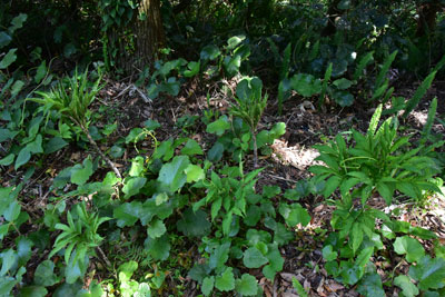 ヤマコンニャクの葉茎