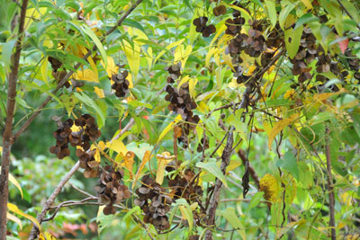 葉が茶色に変色したヤマノイモの画像