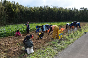 体験農園での安納芋収穫作業
