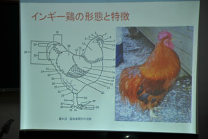 インギー鶏の写真と鶏の部位の名称