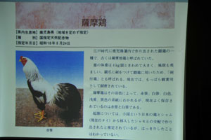 国指定天然記念物の薩摩鶏