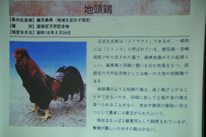 国指定天然記念物の地頭鶏
