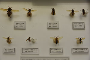毒性を持つハチ類