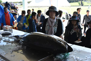 巨大魚キハダマグロ重量当てクイズ